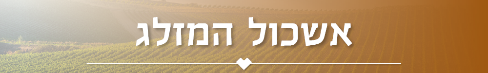אשכול המזלג